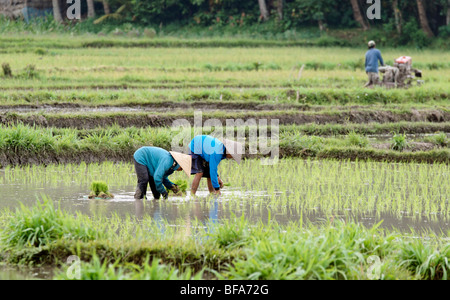 Due campi di riso di lavoratori in Bali Foto Stock