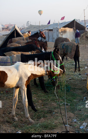 In mongolfiera ad aria calda dietro i cavalli al Camel Fair in Pushkar India Foto Stock