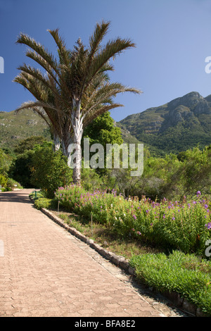 Scena di Kirstenbosch National Botanical Gardens Cape Town, Sud Africa Foto Stock