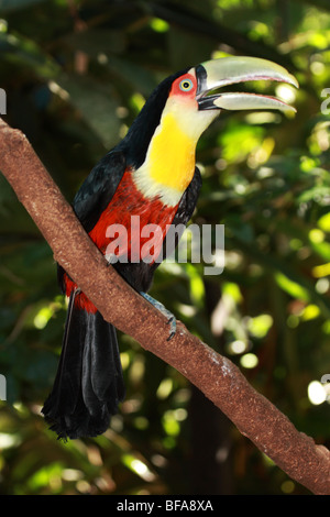 Toucan nella foresta brasiliana Foto Stock