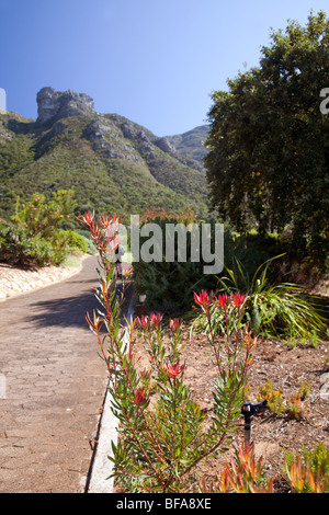 Scena da Kirtsenbosch National Botanical Gardens Cape Town, Sud Africa Foto Stock