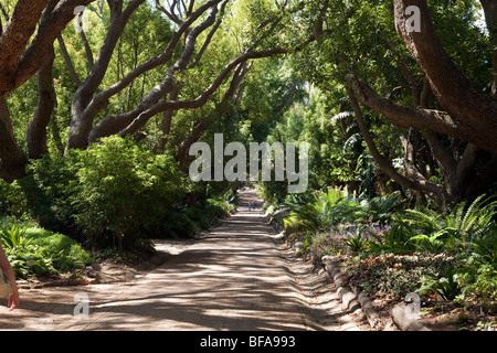 Una scena dal Kirstenbosch National Botanical Gardens di Città del Capo in Sud Africa Foto Stock