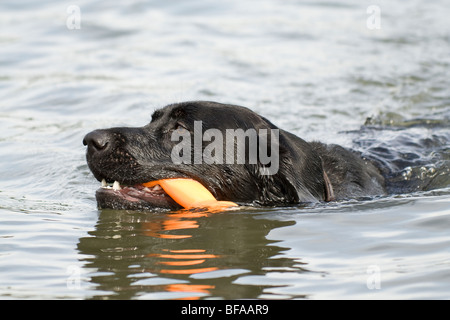Il labrador nero cane nuotare e giocare con un giocattolo in bocca Foto Stock