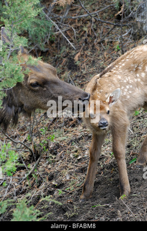 Foto di stock di una montagna rocciosa elk (Cervus elaphus) mucca nuzzling il suo vitello, il Parco Nazionale di Yellowstone. Foto Stock