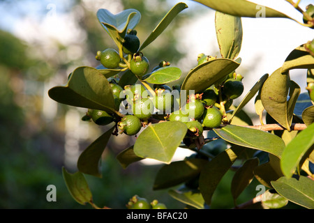 Primo piano immagine del mazzetto di acerbi Fragole Guaiava appesi sui rami. Foto Stock