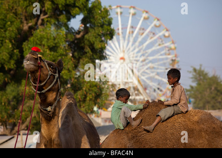 Ragazzi giocare su un cammello al Camel Fair in Pushkar India Foto Stock