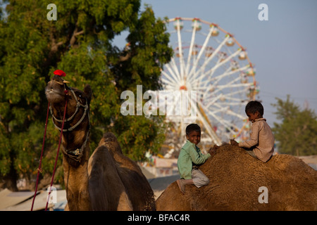 Ragazzi giocare su un cammello al Camel Fair in Pushkar India Foto Stock