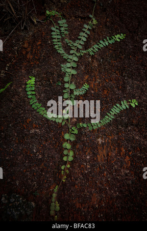 Tai Tam Country Park di Hong Kong. Foto Stock