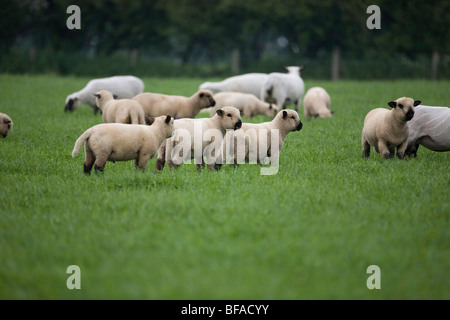 Agricoltore Henry Edmunds 1000 acre Cholderton station wagon. Una mandria di Hampshire Down ovini Foto Stock