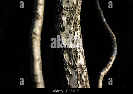 Silver birch tronchi di albero nuova foresta, Inghilterra Foto Stock