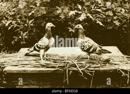 Due piccioni si confrontano tra loro Foto Stock