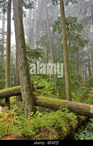 Cattedrale Grove, MacMillan Parco Provinciale, Port Alberni, British Columbia Foto Stock