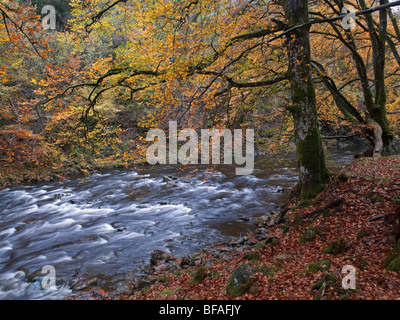 Vista autunnale del fiume Mawddach che attraversa il parco forestale Coed y Brenin vicino a Dolgellau Foto Stock