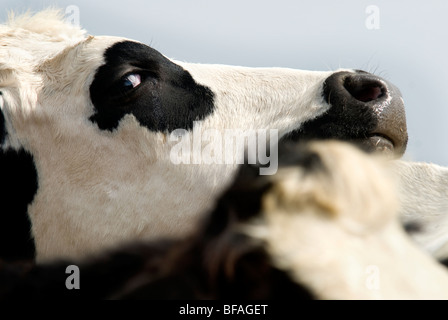 Mucca con la patch di nero intorno a occhio Foto Stock