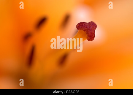 Lily, lilium, hybrid lily, stame, polline, arancione, giallo Foto Stock