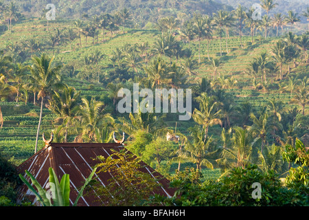 Campi di Tabacco su Isola di Lombok in Indonesia Foto Stock