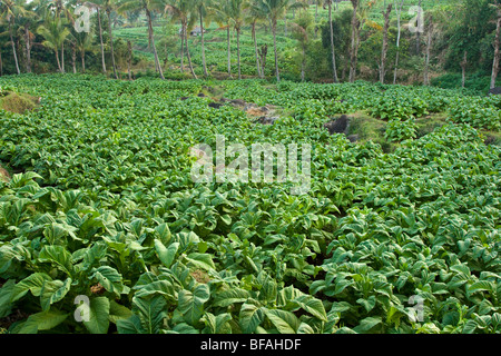 Campi di Tabacco a Nusa Tenggara sull Isola di Lombok in Indonesia Foto Stock