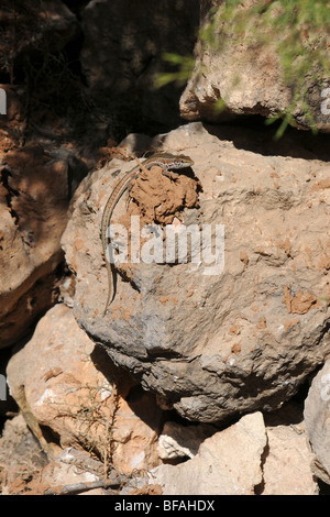 Una coppia di piccole lucertole indigeni crogiolarsi nella calda estate Maltese sun. Foto scattata sull isola di Comino. Foto Stock