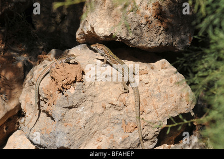 Una coppia di piccole lucertole indigeni crogiolarsi nella calda estate Maltese sun. Foto scattata sull isola di Comino. Foto Stock