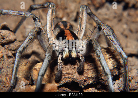 Imbuto WOLF SPIDER, specie Lycosa LYCOSIDAE Foto Stock