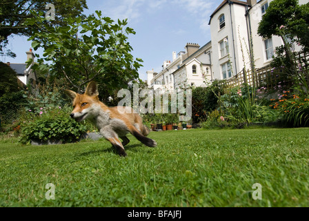 Un urbano fox in una città giardino in condizioni di luce diurna. Foto Stock