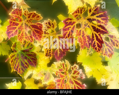 Le foglie di vite in autunno con la luce del sole dietro. Foto Stock