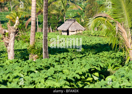 Campi di Tabacco a Nusa Tenggara sull Isola di Lombok in Indonesia Foto Stock