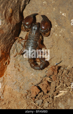 Nero israeliano scorpion Scorpio maurus fuscus Foto Stock