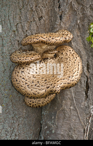 Dryad sella del fungo (Polyporus squamosus) che cresce su un albero di cenere. Foto Stock