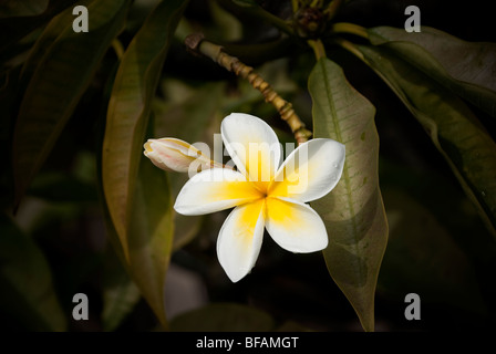 White Plumeria prese solo dopo una doccia a pioggia in Maui Hawaii Foto Stock