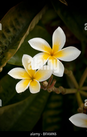 White Plumeria prese solo dopo una doccia a pioggia in Maui Hawaii Foto Stock