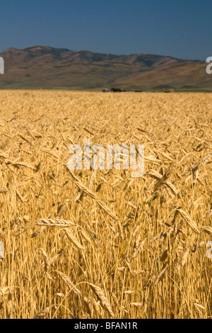 Mature campi di grano in Camas County, Idaho, Stati Uniti d'America. Foto Stock