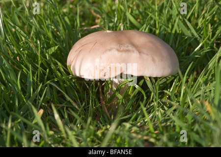 Campo Blewit funghi Lepista saeva) Foto Stock