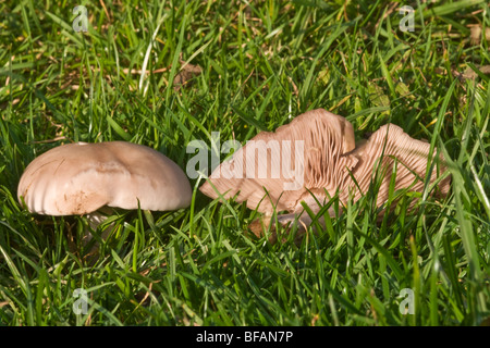 Campo Blewit funghi Lepista saeva) Foto Stock