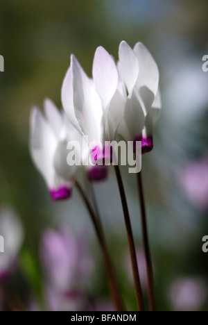 Cyclamen persicum persiano di violette, Israele PRIMAVERA MARZO 2008 Foto Stock