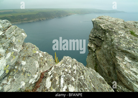 Salcombe estuario,prosciutti del Sud Costa, Devon, Regno Unito Foto Stock