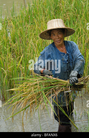 Chiang Mai il raccolto del riso risaie risaie Thailandia Asia agricoltore femmina Foto Stock