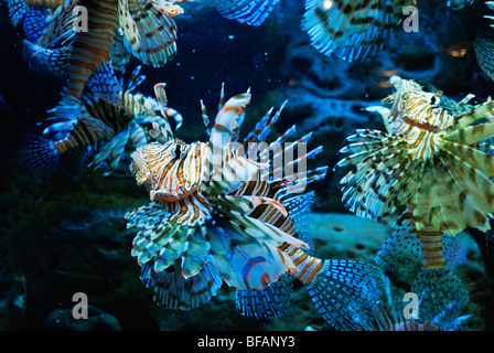 Leone Rosso, pterois volitans, Georgia Aquarium, Atlanta, GA Foto Stock