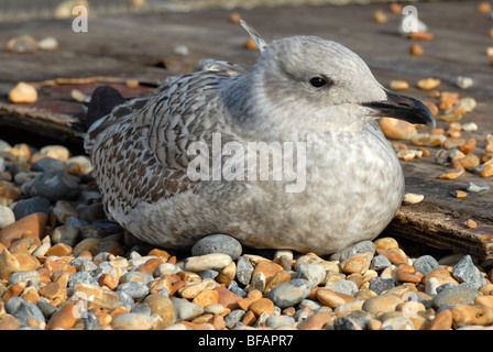 Aringa Gabbiano (Larus argentatus) immaturi. Sulla spiaggia di ciottoli, Hastings, Regno Unito, novembre Foto Stock