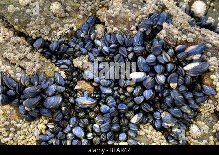 Mitili Blu, cirripedi e patelle esposta su roccia sulla spiaggia di Balnakeil bay, Durness, Scozia Foto Stock