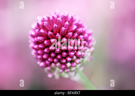 Close up viola allium sphaerocephalon contro disattivato rosa e verde al di fuori della messa a fuoco lo sfondo preso in giardino in Bristol Foto Stock