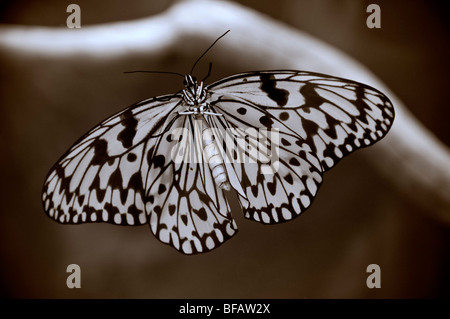 Butterfly albero bianco ninfa Idea leuconoe, aquilone di carta, carta di riso tropicale, con ali stese in habitat naturali Foto Stock
