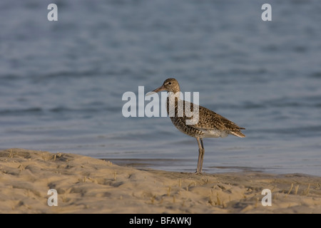 Willet (Catoptrophorus semipalmatus semipalmatus), sottospecie orientali, in allevamento del piumaggio in piedi su una riva sabbiosa. Foto Stock