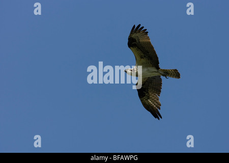 Falco pescatore (Pandion haliaetus carolinensis), in volo. Foto Stock