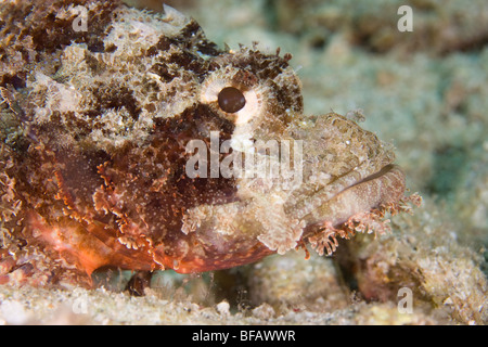 Tasseled Scorfani (Scorpaenopsis oxycephala), Nord Sulawesi, Indonesia Foto Stock