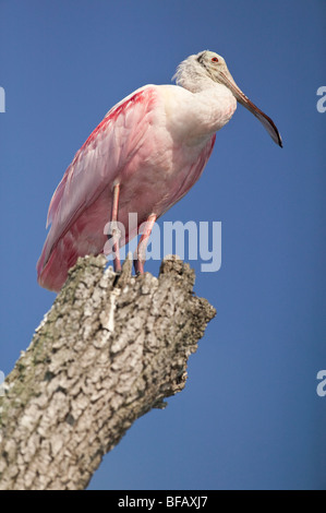Roseate spoonbill in piedi su un albero morto nel nord della Florida Foto Stock