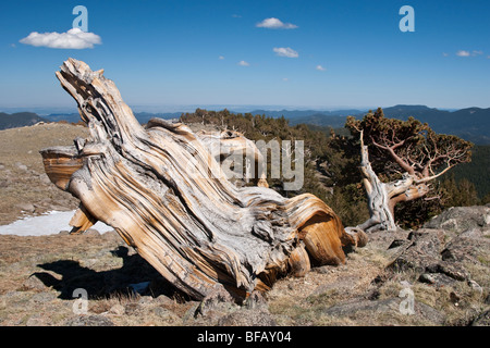 Ventoso bristlecone pine tree sul Monte Evans in Colorado. Foto Stock