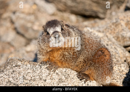 Marmotta di ventre giallo sul Monte Evans in Colorado. Foto Stock