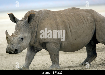 Rinoceronte bianco - Lake Nakuru National Park, Kenya Foto Stock