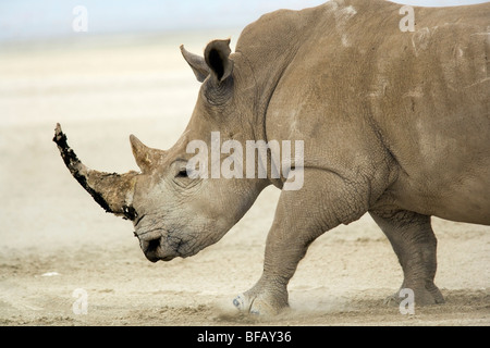 Rinoceronte bianco - Lake Nakuru National Park, Kenya Foto Stock